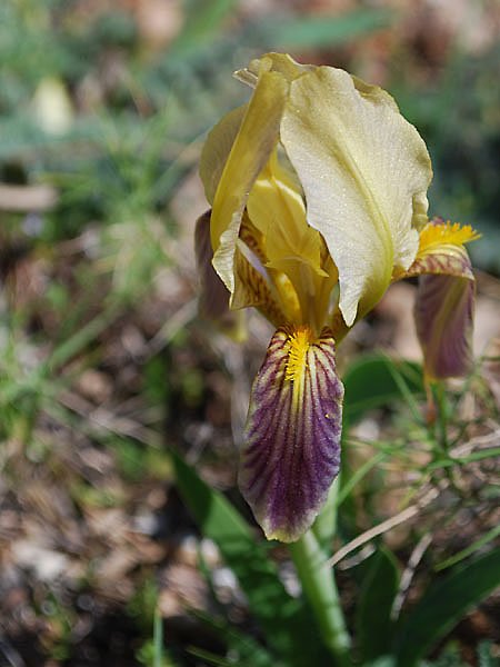 irislutescensirisnain05.jpg