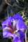 irisunguicularisphoto04_small.jpg