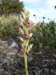 anacamptiscoriophorasubspfragransorchisparfumphoto03_small.jpg