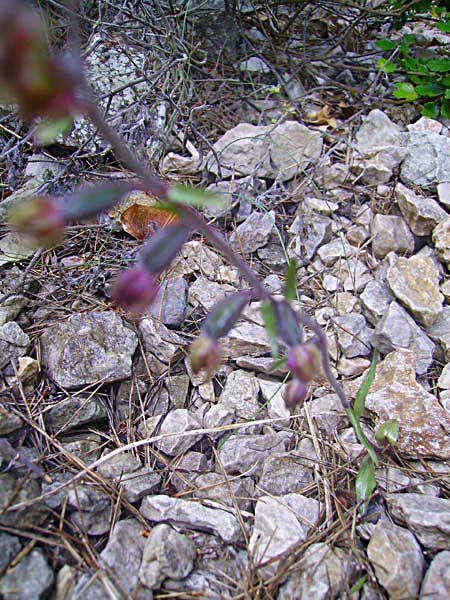 epipactismicrophyllaepipactispetitesfeuillesphoto03.jpg