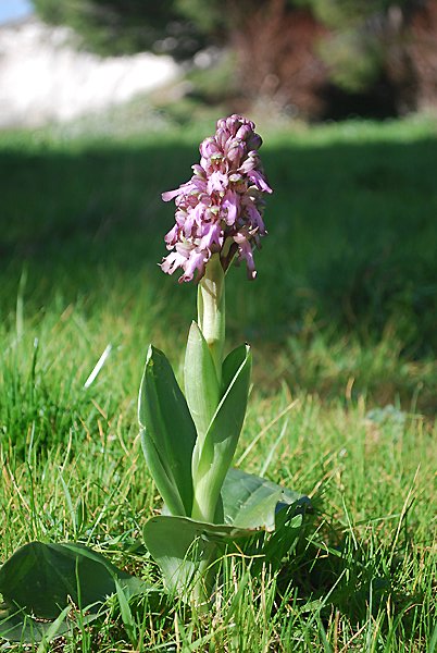 himantoglossumrobertianumorchislonguesbractes03.jpg