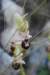 ophrysarachnitiformisophrysenformedaraigne_small.jpg