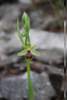 ophrysmassiliensisophrysdemarseille05_small.jpg