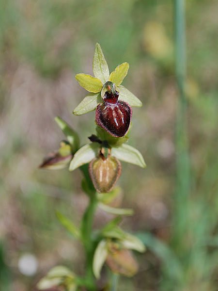 ophrysvirescensophrysverdissantphoto04.jpg