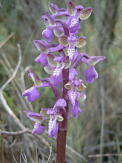 orchismorioorchisbouffonphoto03.jpg
