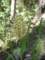 cynosurusechinatuscynosurehriss04_small.jpg