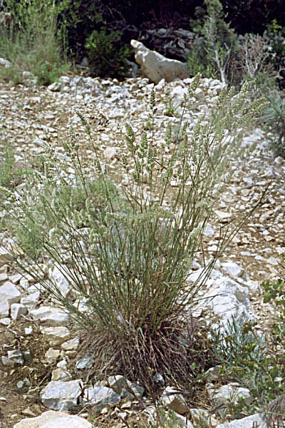 dactylisglomeratasubsphispanicadactyledespagne.jpg