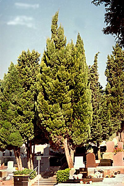 cupressussempervirenscyprsdeprovence.jpg