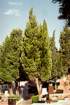 cupressussempervirenscyprsdeprovence_small.jpg