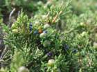 juniperusphoeniceagenvrierdephniciephoto04_small.jpg