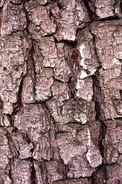 pinusbrutiapindecalabrephoto03.jpg