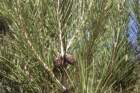 pinusbrutiapindecalabrephoto04_small.jpg