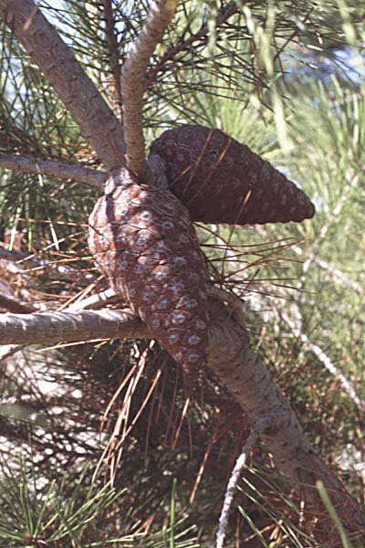 pinusbrutiapindecalabrephoto06.jpg