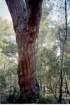 pinuspineapinparasolphoto02_small.jpg