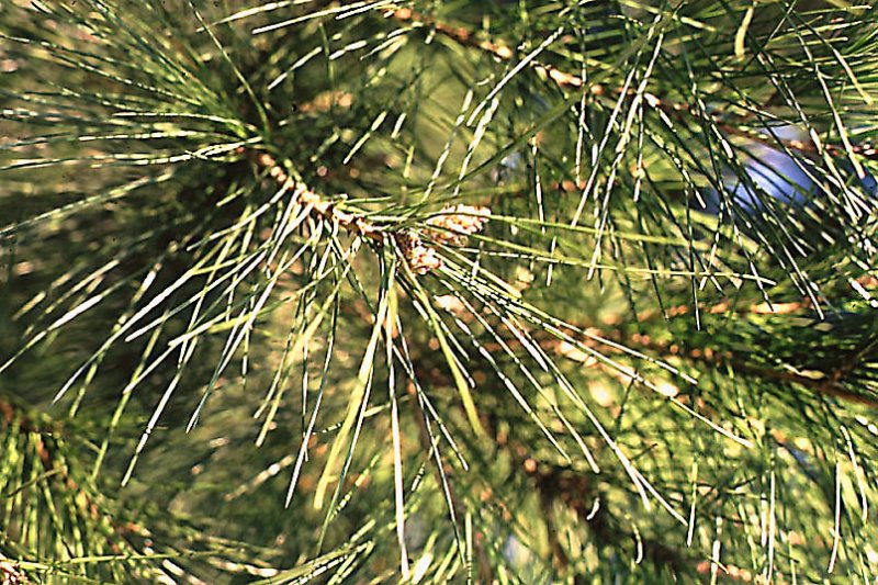 pinuspineapinparasolphoto04.jpg