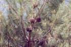 pinuspineapinparasolphoto06_small.jpg